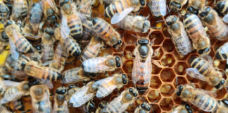 After the queen bee returns from her mating flight, she never leaves again unless the hive swarms.