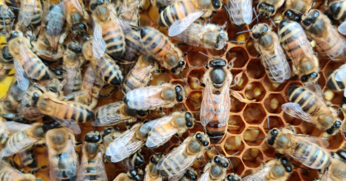 After the queen bee returns from her mating flight, she never leaves again unless the hive swarms.