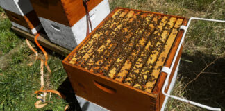 It's always nice to open a beehive and find it full of bees! As the honey flow starts, the more bees there are, the more honey they will bring home.