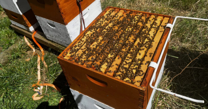 It's always nice to open a beehive and find it full of bees! As the honey flow starts, the more bees there are, the more honey they will bring home.
