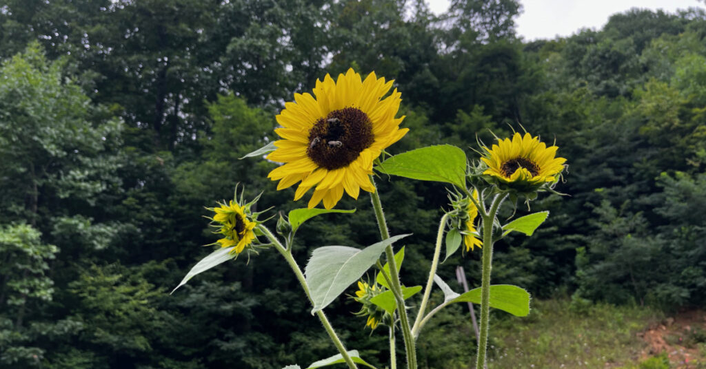 Three honey bees are visiting this sunflower. They are great for the bees and provide seeds for the chickens.