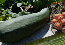 This giant zucchini was so big, we fed it to the chickens. But we eat plenty of them when they are smaller.