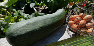 This giant zucchini was so big, we fed it to the chickens. But we eat plenty of them when they are smaller.