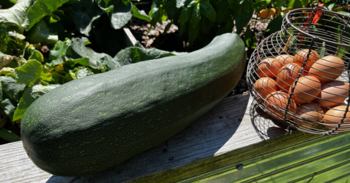 This giant zucchini was so big, we fed it to the chickens. But we eat plenty of them when they are smaller.