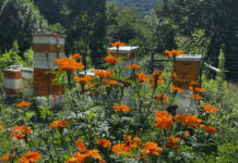 You can see why weed whacking is needed as our beehives are surrounded by weeds and flowers. he bees, however, are happy and productive.