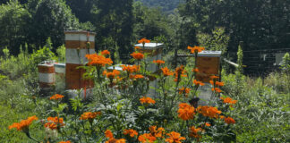 You can see why weed whacking is needed as our beehives are surrounded by weeds and flowers. he bees, however, are happy and productive.