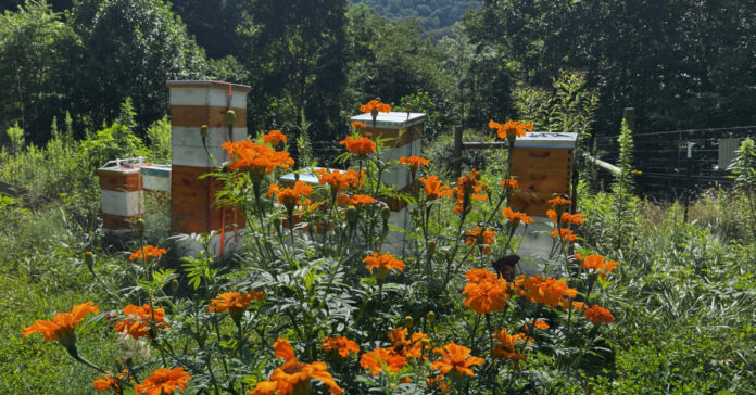 You can see why weed whacking is needed as our beehives are surrounded by weeds and flowers. he bees, however, are happy and productive.