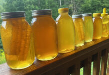 This is an example of the bottles of honey we filled from our late-summer harvest, from quarts all the way down to eight ounces. The honey is all the same color; it just looks darker in the larger bottles.