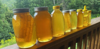 This is an example of the bottles of honey we filled from our late-summer harvest, from quarts all the way down to eight ounces. The honey is all the same color; it just looks darker in the larger bottles.