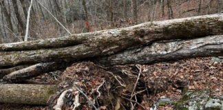 This is a cluster of three intertwined fallen trees that were knocked down by Hurricane Helene