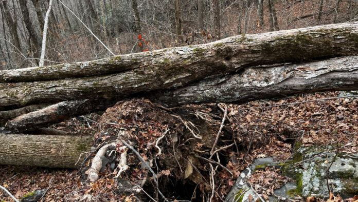 This is a cluster of three intertwined fallen trees that were knocked down by Hurricane Helene