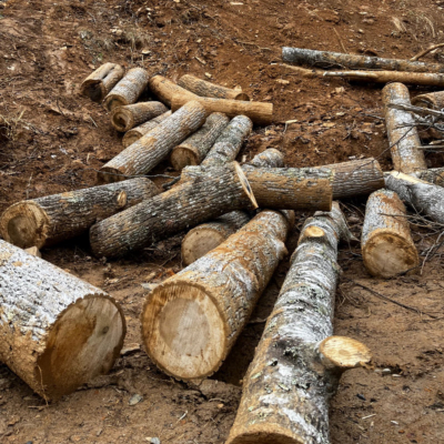 The work crew lowered the logs down the mountainside for me to cut into firewood. These are logs from three trunks. More remain up top