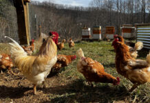 If you look at the back of the rooster's comb, you can see the black section we think is the result of frostbite. It doesn't seemed to have slowed him down.