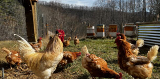 If you look at the back of the rooster's comb, you can see the black section we think is the result of frostbite. It doesn't seemed to have slowed him down.