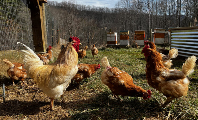 If you look at the back of the rooster's comb, you can see the black section we think is the result of frostbite. It doesn't seemed to have slowed him down.