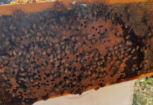 This is a good looking frame of capped brood for this early in the year. he queen laid a good pattern and if you look closely, you can see just-hatched bees emerging from their cells.