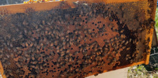 This is a good looking frame of capped brood for this early in the year. he queen laid a good pattern and if you look closely, you can see just-hatched bees emerging from their cells.