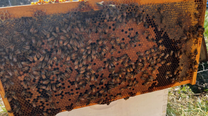 This is a good looking frame of capped brood for this early in the year. he queen laid a good pattern and if you look closely, you can see just-hatched bees emerging from their cells.