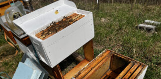 The nuc (left) arrives in a temporary beehive. The beekeepers lifts out the frames and adds them to an empty beehive. This larger hive body gives the queen more room to lay eggs and the bees room to put nectar and pollen,