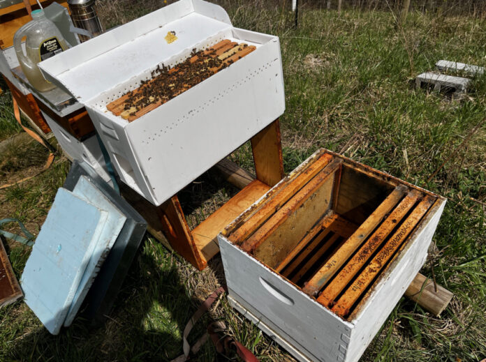 Nuc hive The nuc (left) arrives in a temporary beehive. The beekeepers lifts out the frames and adds them to an empty beehive. This larger hive body gives the queen more room to lay eggs and the bees room to put nectar and pollen,