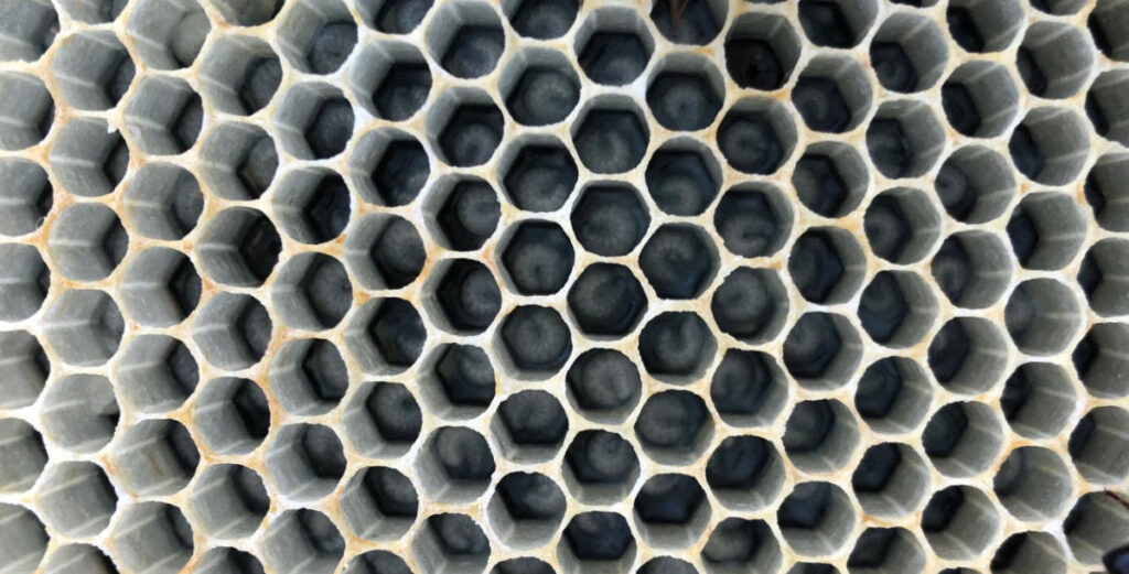 Those little white C-shaped worming things in the bottom of the honey comb are  honeybee larvae.  These are a bit too old (big) to graft into queen cells but they will grow into robust worker bees.
