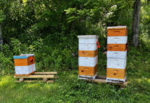 All three hives pictured have double deep hive bodies. The hive on the right has four medium suppers and the hive in the center has three. The smaller hive was split off one of these hives because it was growing too fast. You might think it was split from the center hive, but it is the progeny of the larger hive. This queen is just a superstar when it comes to producing bees and honey.