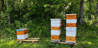 All three hives pictured have double deep hive bodies. The hive on the right has four medium suppers and the hive in the center has three. The smaller hive was split off one of these hives because it was growing too fast. You might think it was split from the center hive, but it is the progeny of the larger hive. This queen is just a superstar when it comes to producing bees and honey.