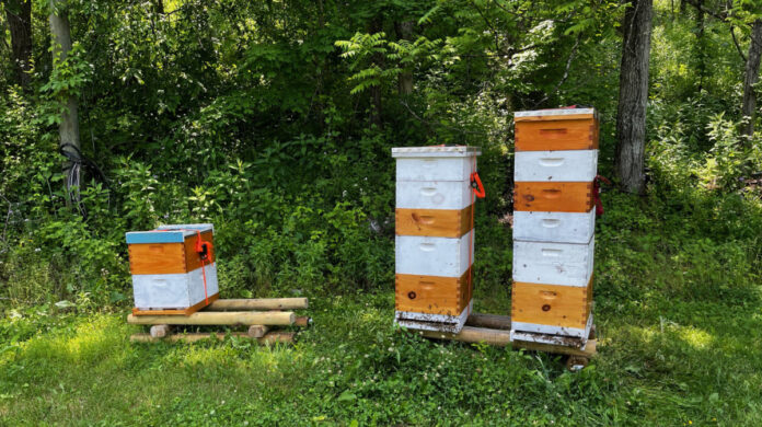 All three hives pictured have double deep hive bodies. The hive on the right has four medium suppers and the hive in the center has three. The smaller hive was split off one of these hives because it was growing too fast. You might think it was split from the center hive, but it is the progeny of the larger hive. This queen is just a superstar when it comes to producing bees and honey.