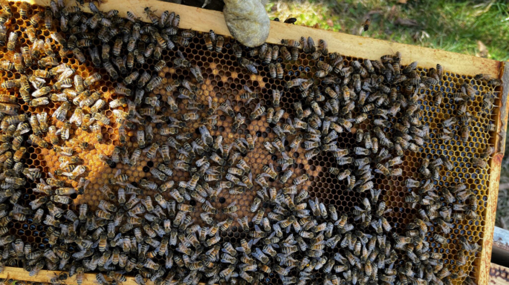 This is a frame of bees I took from the old hive and moved into the new one when we spit it.  You can see capped brood, larva (or open brood), bee bread, and nectar. 