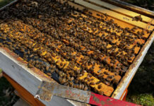 This hive has at least twice as many bees and it did three weeks ago. I split it to avoid overcrowding.