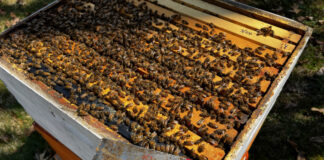 This hive has at least twice as many bees and it did three weeks ago. I split it to avoid overcrowding.