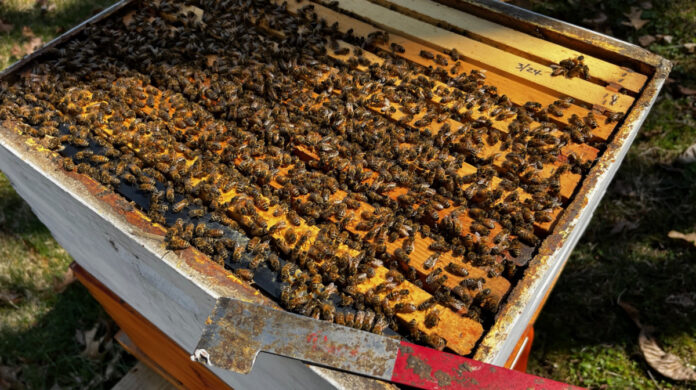 This hive has at least twice as many bees and it did three weeks ago. I split it to avoid overcrowding.