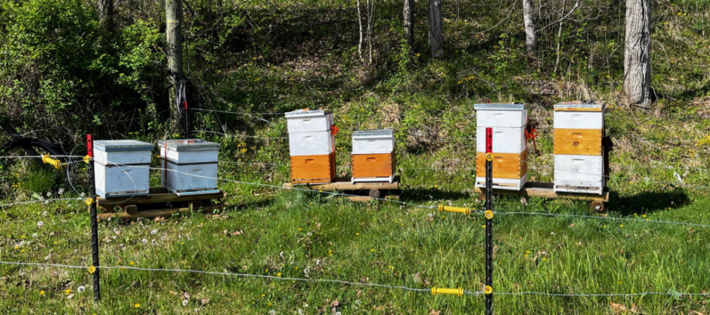 Pete's out yard has grown from three to six hives.