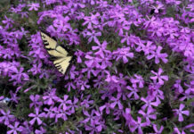 From bees to butter flies, all the pollinators like the flox, one of our early bloomers.