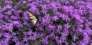 From bees to butter flies, all the pollinators like the flox, one of our early bloomers.