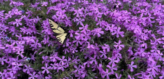 From bees to butter flies, all the pollinators like the flox, one of our early bloomers.