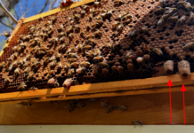 There are four charged queen cells on the bottom of this frame. Each one contains a larva about to become a pupa and then a queen bee. The cells are much larger than the worker bee and drone cells seen above them.