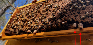There are four charged queen cells on the bottom of this frame. Each one contains a larva about to become a pupa and then a queen bee. The cells are much larger than the worker bee and drone cells seen above them.