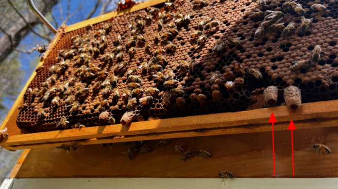 There are four charged queen cells on the bottom of this frame. Each one contains a larva about to become a pupa and then a queen bee. The cells are much larger than the worker bee and drone cells seen above them.