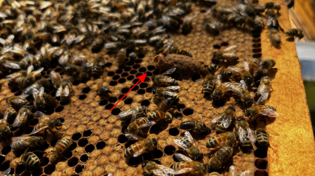 This is a queen cell from which a new queen bee has already emerged. It takes about 16 days for an egg to become a queen.