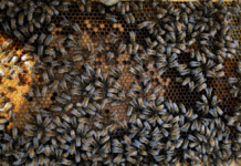 If a beekeeper looks at this frame, the will see capped brood, uncapped brood, larva at various ages, nectar, bee bread (pollen), an a few drones mixed in with the worker bees.