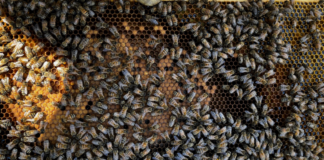 If a beekeeper looks at this frame, the will see capped brood, uncapped brood, larva at various ages, nectar, bee bread (pollen), an a few drones mixed in with the worker bees.