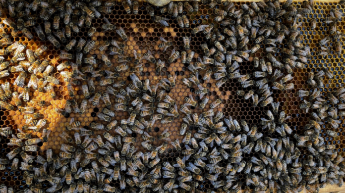 If a beekeeper looks at this frame, the will see capped brood, uncapped brood, larva at various ages, nectar, bee bread (pollen), an a few drones mixed in with the worker bees.