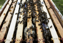 If you look closely, on the right, you can see where the comb broke apart when I lifted another super off this hive, exposing the honey. The light, white wax is newly drawn comb.
