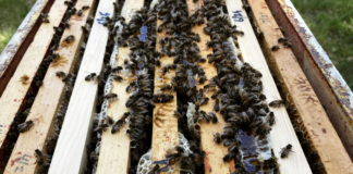 Beekeeping and Water Woes: Thriving Through the Drought If you look closely, on the right, you can see where the comb broke apart when I lifted another super off this hive, exposing the honey. The light, white wax is newly drawn comb.