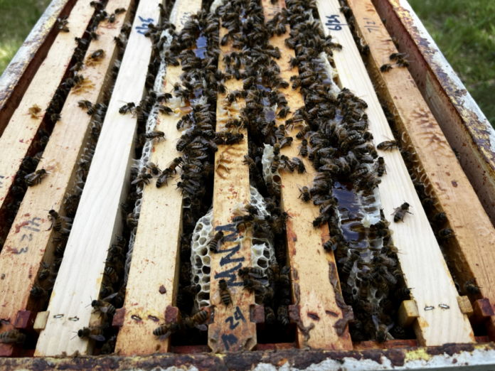HoneySuper If you look closely, on the right, you can see where the comb broke apart when I lifted another super off this hive, exposing the honey. The light, white wax is newly drawn comb.