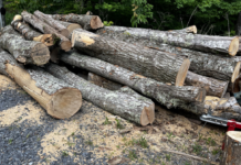 There are now at least 40 logs from 7 inches to 20 or more in diameter waiting to be cut.