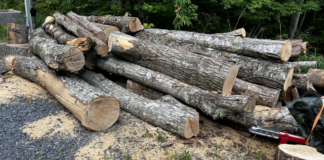 Tree Work Means More Work for Me There are now at least 40 logs from 7 inches to 20 or more in diameter waiting to be cut.