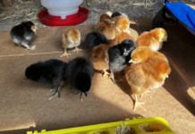 These fifteen new chicks are our next generation of egg layers.