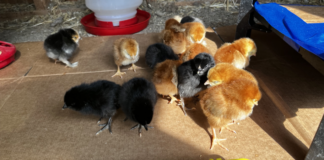These fifteen new chicks are our next generation of egg layers.